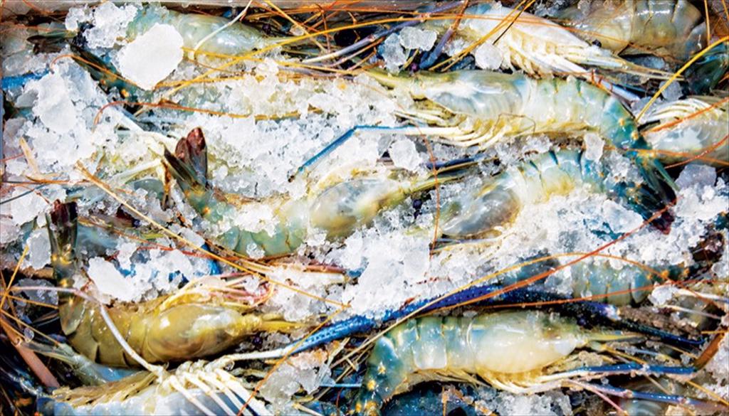 Xuất khẩu thủy sản đông lạnh Bangladesh phục hồi 